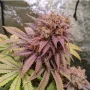 Cannabis seeds Passion Fruit® from Dutch Passion